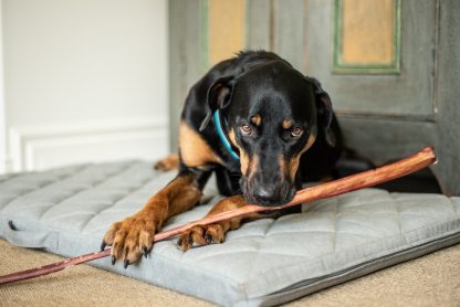 Gâterie pour chiens, boeuf bully stick, Hero